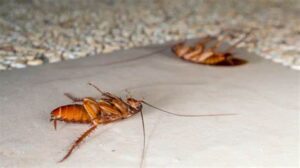 Read more about the article How Do You Kill Cockroaches in The Kitchen Permanently? A Complete 5-Step Expert Guide